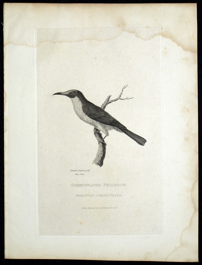 Cuvier Oiseau Philedon Corniculata - gravure originale 19e Histoire Naturelle