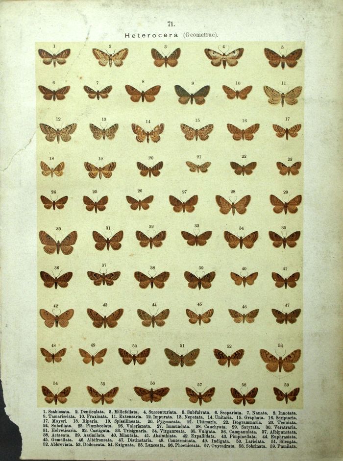 Heterocera (Geometrie) Butterflies Entomology XIXth Lithography